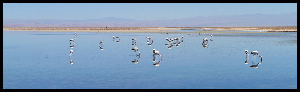 Flamant rose Atacama